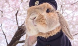 爆料网红兔子视频