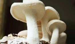 蘑菇吃瓜官网免费进入,免费畅游蘑菇吃瓜官网的奇幻之旅