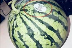 仁寿网红吃瓜,揭秘幕后故事与热门话题