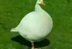 娱乐吃瓜鹅鸭,吃瓜鹅鸭带你探秘明星幕后故事