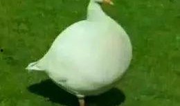 娱乐吃瓜鹅鸭,吃瓜鹅鸭带你探秘明星幕后故事