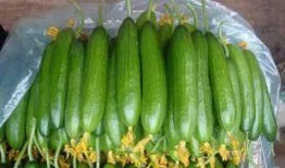 遵义网红吃瓜事件,揭秘网络舆论背后的真相与争议