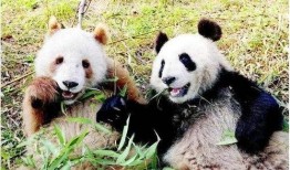 央视爆料七仔挑食视频,央视揭秘宠物饮食新现象