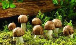 蘑菇吃瓜官网免费进入,免费畅游蘑菇吃瓜官网的奇幻之旅