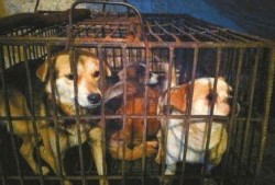 小宝爆料狗贩子视频大全