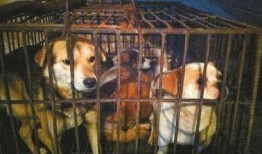 小宝爆料狗贩子视频大全