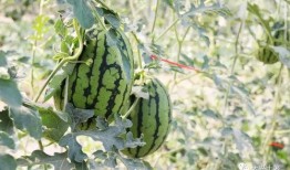 学校网红吃瓜,网红吃瓜事件，揭秘校园热点背后的真相