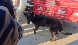 小宝爆料狗贩子视频大全