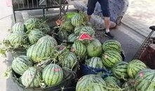 遵义网红吃瓜事件,揭秘网络舆论背后的真相与争议