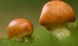 蘑菇吃瓜官网免费进入,免费畅游蘑菇吃瓜官网的奇幻之旅
